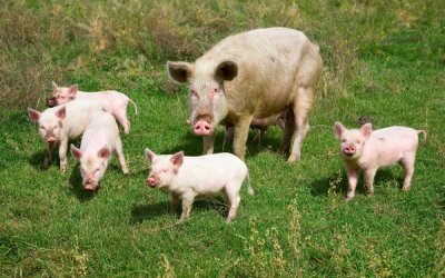 cochon