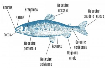 Anatomie poisson
