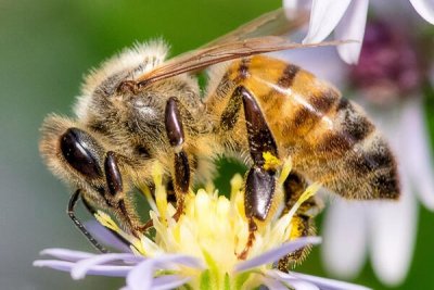 abeille2 1 