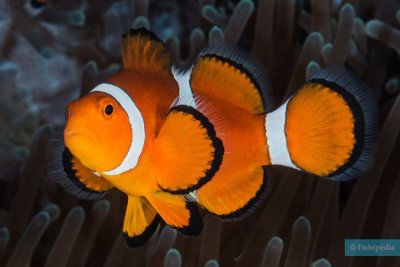 Némo ou poisson-clown
