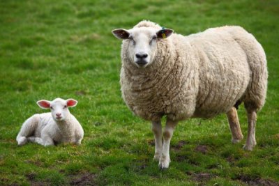 mouton