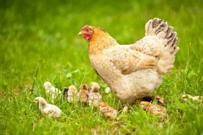 poule