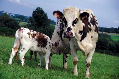 vache